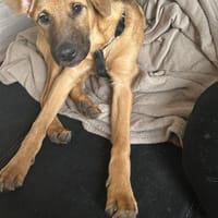 Brownie sucht ein Zuhause, Hund zur Adoption