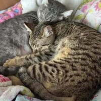 Chesire & Alice - Mutter-Tochterduo, Katze zur Adoption