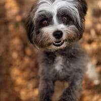 Ebony - freundlich&aktiv, Hündin zur Adoption