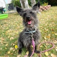 Stitch su. erfahrene Besitzer, Hund zur Adoption