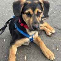 Hazel wartet in 65462 Ginshheim-Gustavs., Hündin zur Adoption