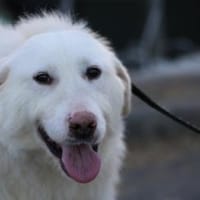 Maly - perfekt für Familie mit Kindern, Hündin zur Adoption