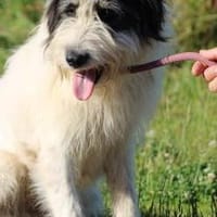 Muri - hübscher Wuschelrüde, Hund zur Adoption