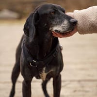 Tammy möchte endlich ankommen, Hündin zur Adoption