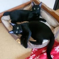 Tom & Ruby Tolle Lackfellchen, Kater zur Adoption
