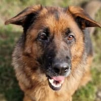 Wundervolle MARINA, Hündin zur Adoption