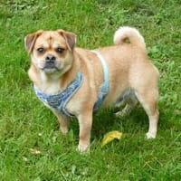 Michel suchtsein neues Zuhause, Hund zur Adoption