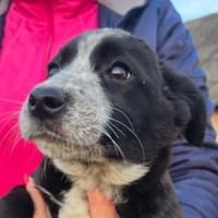 Hundekind ANJA, Hündin zur Adoption