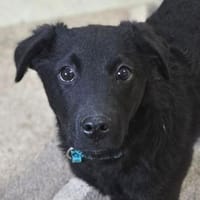 Kleine CLOE, Hündin zur Adoption