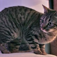 Morris sucht entgültiges Zuhause, Kater zur Adoption