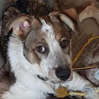 Welpenkind HUGO, Hund zur Adoption