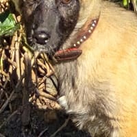 Wunderschöne Mavi sucht ihr Glück: Mavi, Hündin zur Adoption