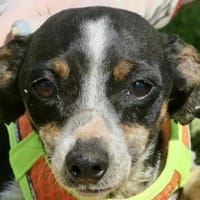 Laila, zart, menschenbezogen, offen, Hündin zur Adoption