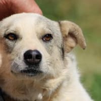 Omina - kinderlieb u. zutraulich, Hündin zur Adoption