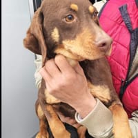 Frieda, mega lieb, sanfte Hündin, Hündin zur Adoption