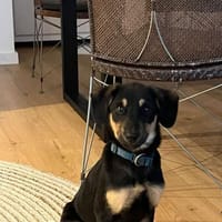 💕 Hedda 💕 sucht ihre Familie💕, Hündin zur Adoption