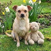 Kleiner Toby sucht ein Zuhause, Hund zur Adoption