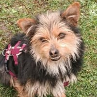 Luciana - wartet in Köln, Hündin zur Adoption