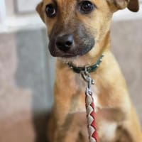 Sontje = die Sonne, wäre nun bereit für, Hündin zur Adoption