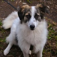 Pünktchen - eine feinfühlige Entdeckerin, Hündin zur Adoption