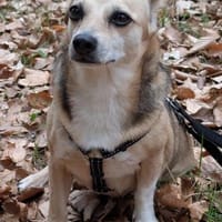 Sanfte ♥ Mirna ♥ in 67663 Kaiserslautern, Hündin zur Adoption