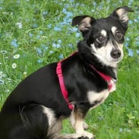 JESSYMAUS - süßer, kleiner Spatz, Hündin zur Adoption