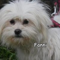 FANNI, Hündin zur Adoption