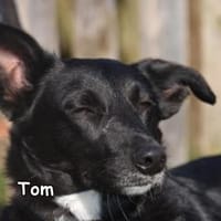 TOM, Hund zur Adoption