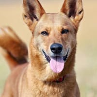 RED TEDDY ein aktiver, freundlicher Rüde, Hund zur Adoption