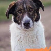 Shar - schmusiges, großes Baby, Hund zur Adoption