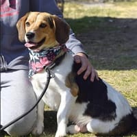 Nicola sucht eine Pflegestelle für Mai!, Hündin zur Adoption