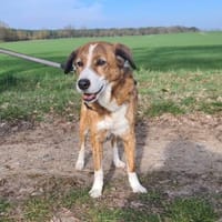 Bezaubernde Muggets sucht ein Zuhause, Hündin zur Adoption