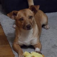 Andrea - ein Sonnenschein (I), Hündin zur Adoption