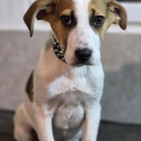 Joker würde nun gerne in sein eigenes, Hund zur Adoption