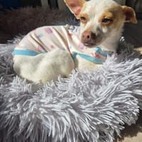 Copito, Hund zur Adoption