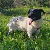 STANLEY, Hund zur Adoption