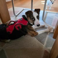 Alessia sucht ihr Für-immer-Zuhause (I), Hündin zur Adoption