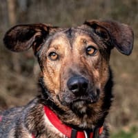 Aris - sportlicher Herzenshund, Hund zur Adoption