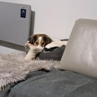 Pubertier sucht sein Zuhause, Hund zur Adoption