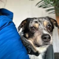 Elmar - ist ein toller Rüde, Hund zur Adoption