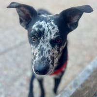 Manchas, neugierig, agil, freundlich, Hund zur Adoption