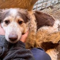 Wer schenkt Sally ein Zuhause?, Hündin zur Adoption