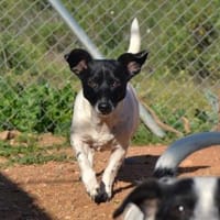 Kelly, Hündin zur Adoption