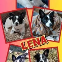 süßes Welpenmädchen Lena auf PS 91278, Hündin zur Adoption