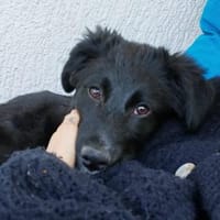 Daisy sucht ihre Familie, Hündin zur Adoption