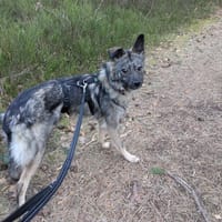 Sanfte liebe Frieda 1 Jahr jung, Hündin zur Adoption