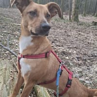 Canelo ein ganz besonderer Hund, Hund zur Adoption