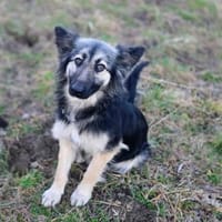 Tara wartet ab April in HH, Hündin zur Adoption