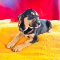 Kiwi sucht ein Körbchen, Hündin zur Adoption