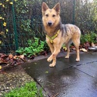 Kim, so viel Lebensfreude auf 3 Pfoten!, Hündin zur Adoption